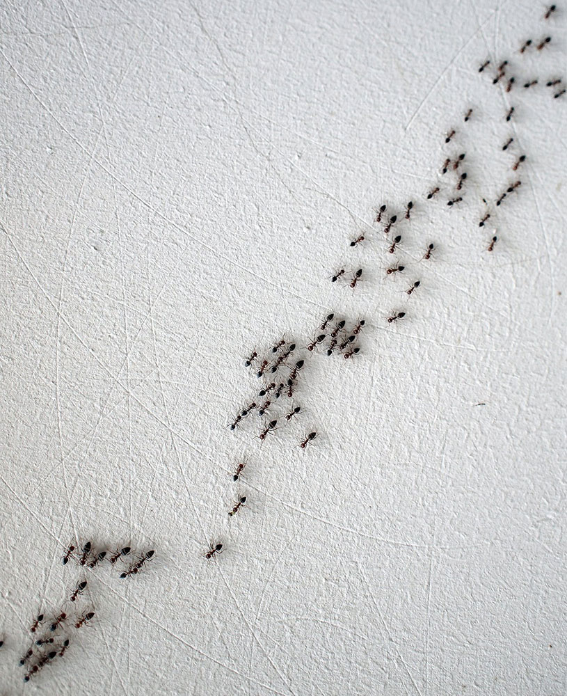 ants